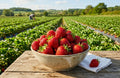 Strawberry Fields Forever 2.5oz soy wax melt